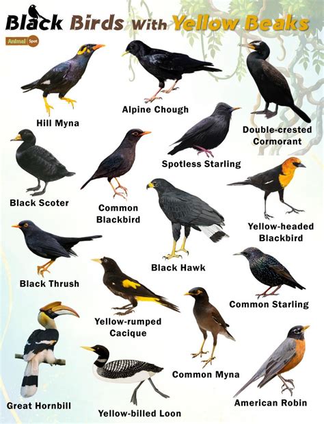 a birds.